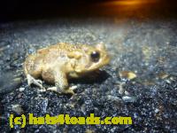 /home//u458753944/public_html/sourcegallery//Roxborough Toad Detour/2013-2019/2014/2014-04-07/P1140932.JPG